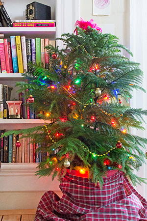 Norfolk Island Pine, Image via Apartment Therapy | ALIGN : LEFT